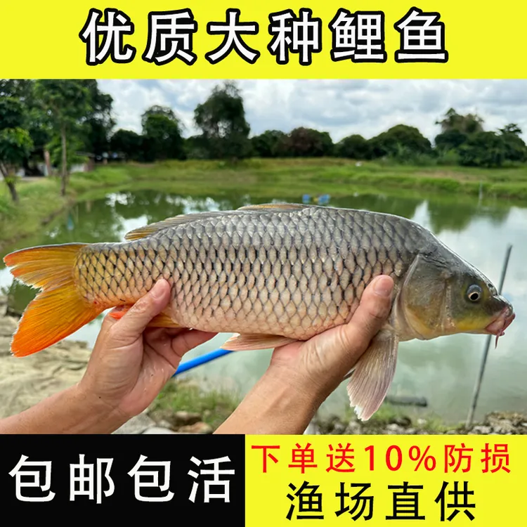 活体鲤鱼苗大鲤鱼鲤鱼苗建鲤鱼苗丰鲤稻田鲤淡水鱼苗观赏鱼养殖