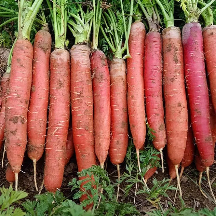 [星河专属]顺丰包邮陕西水果红萝卜新鲜现挖清爽脆甜产地直发