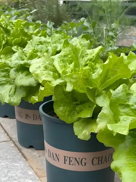 意大利罗马生菜耐热耐寒甜脆可生吃优质蔬菜种子（拍2送小胖1）