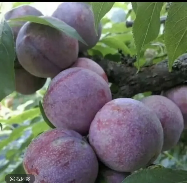 广西正宗红心三华李新鲜现摘当季酸甜脆水果
