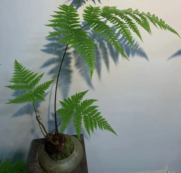 水培款好养易活四季常青金丝红鳞蕨室内摆放蕨类植物(不含盆)绿植