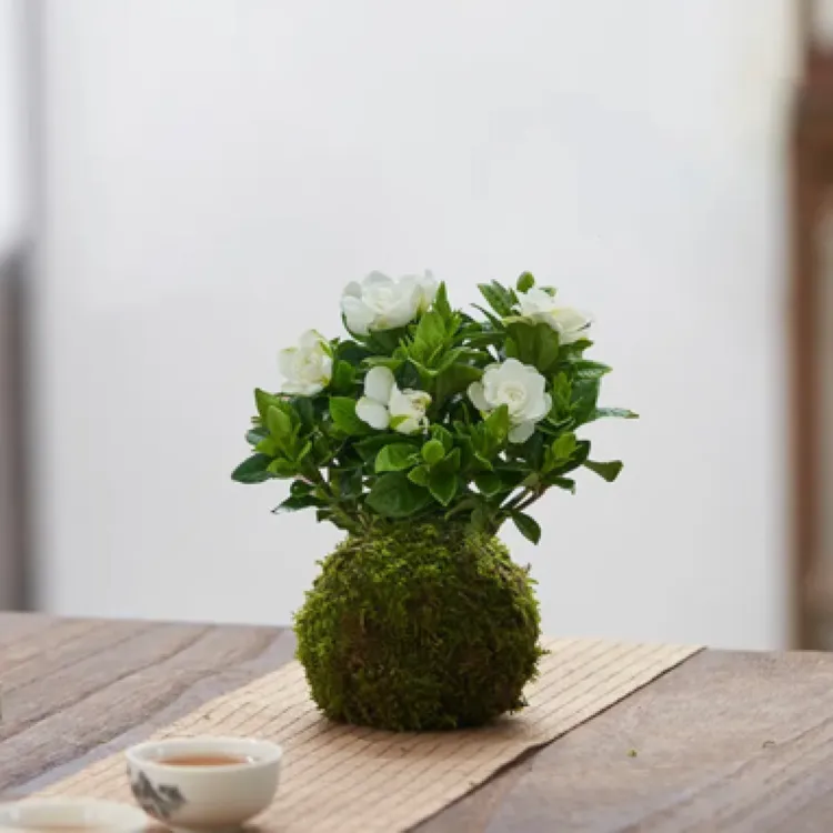 栀子花水培苔藓植物水生植物带花苞栀子花盆栽植物室内空气花香栀