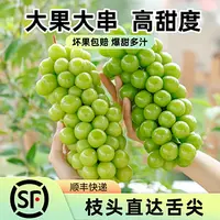 【顺丰发货】四川大凉山阳光玫瑰葡萄甜而不腻肉厚无籽晴王青提葡萄