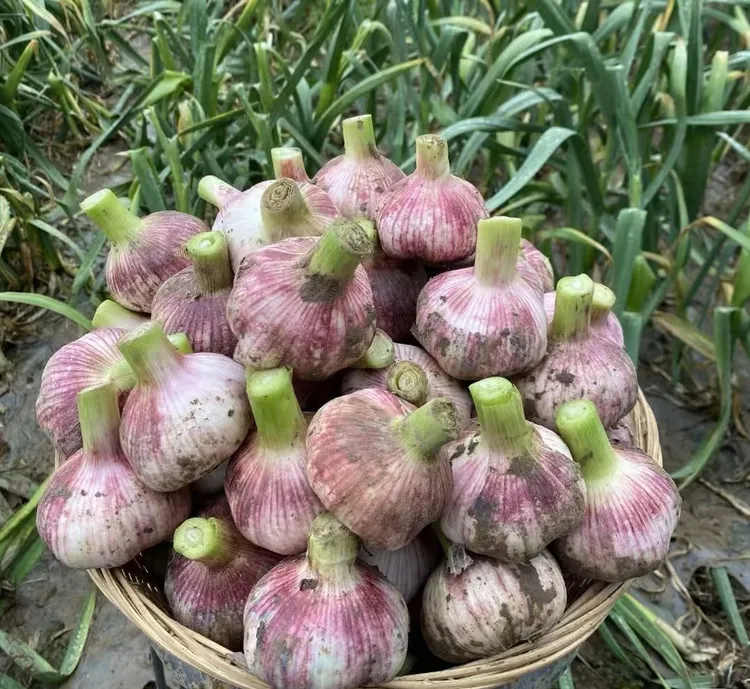 今年干蒜农家大蒜紫白皮大蒜头干蒜大蒜蔬菜净重5斤当季新鲜蔬菜