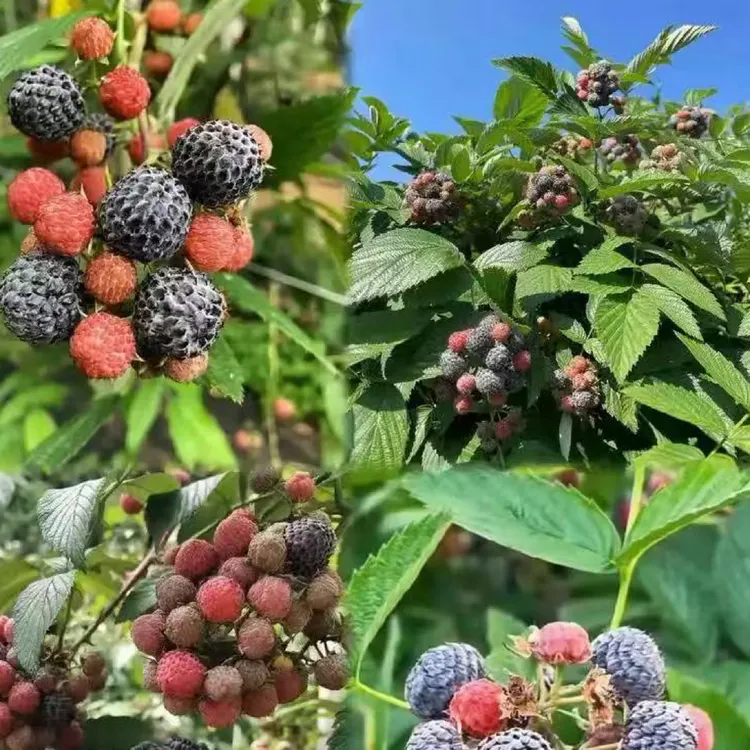 黑锁莓无刺黑泡盆栽地栽小苗树莓红树莓