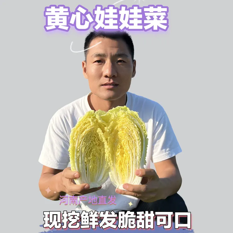 露天种植新鲜现挖先发黄心娃娃菜 