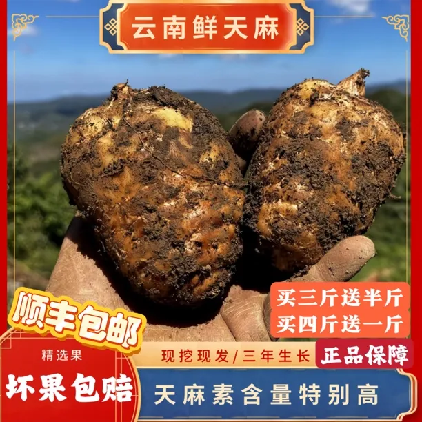 【新鲜天麻】顺丰包邮云南昭通小草坝生天麻林下仿野生种植乌天麻