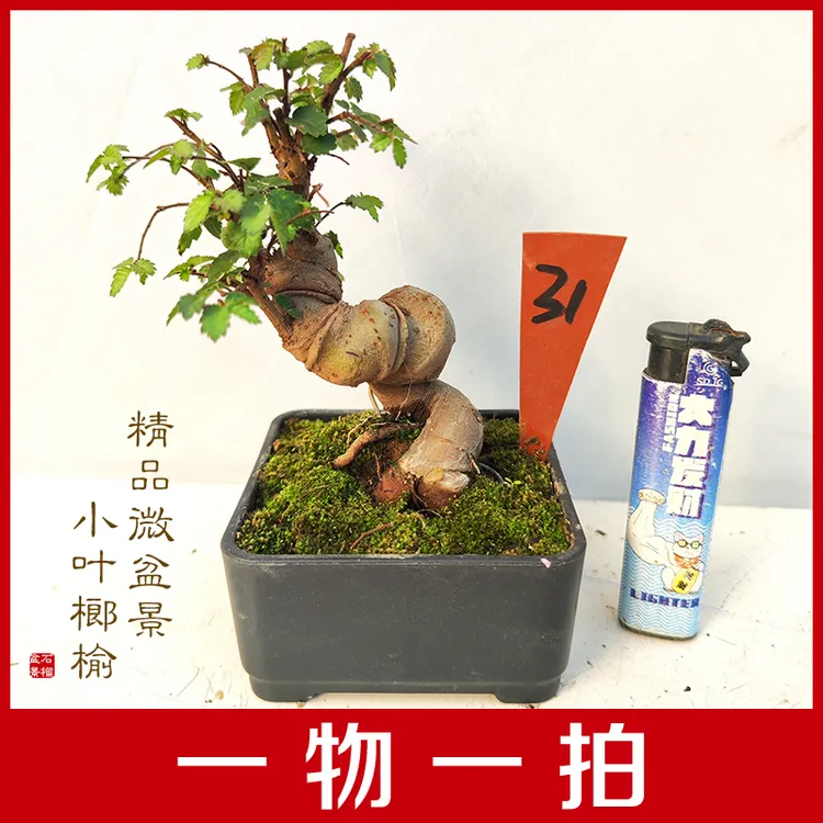 小叶榔榆掌中宝微型盆景一物一拍原盆原土发货