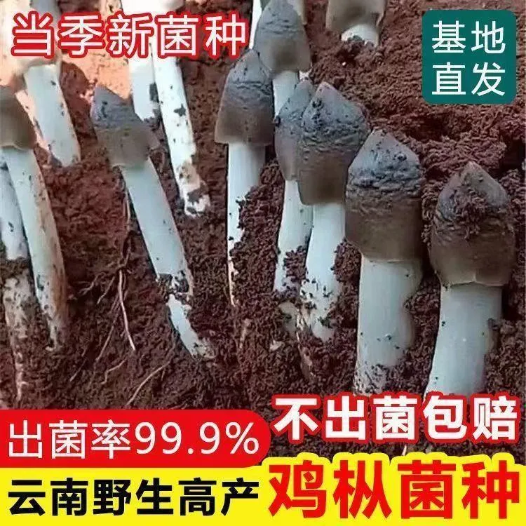 云贵川鸡枞菌原种鸡枞菌种植高产种子三塔菌荔枝菌菌种包人工种植