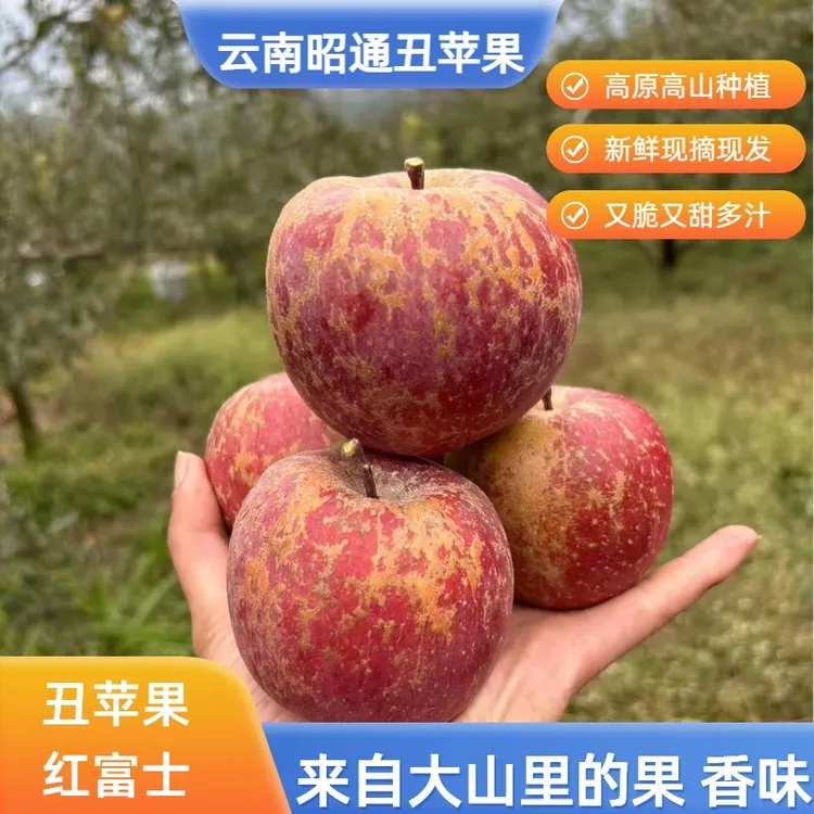 正宗【丑苹果】云南昭通红富士冰糖心苹果高山高山原产地新鲜现摘发