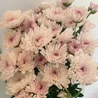 10枝薇娅小雏菊 花期超长待机【两单顺丰冷链或京东快递】鲜花