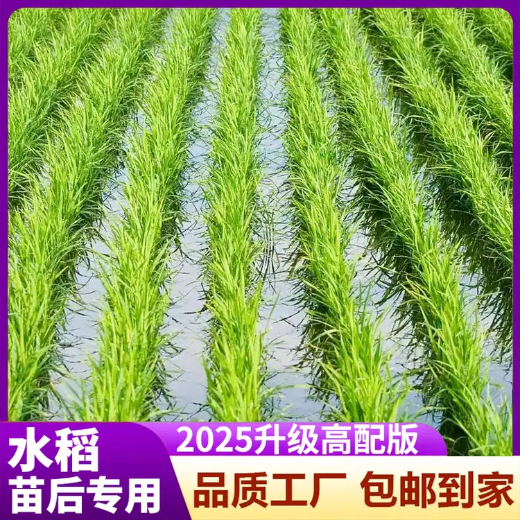 水稻田出苗专用厂家正品升级版新中转方案