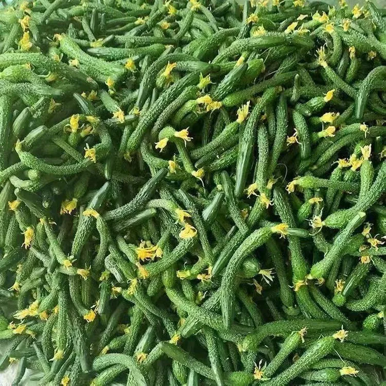 新鲜现摘农家自种小黄瓜健康美味腌菜专用小青瓜拇指黄瓜