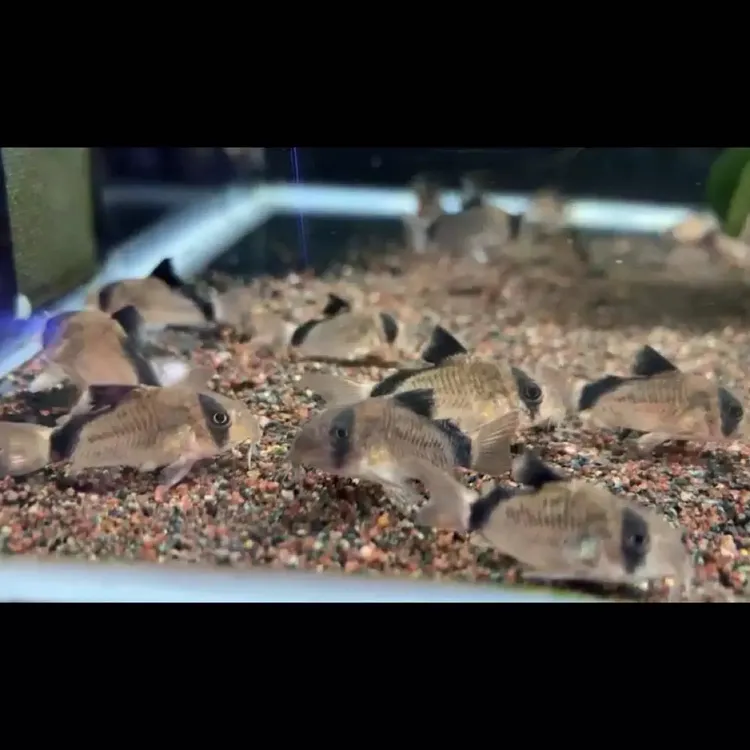 （特价）弓箭鼠鱼弓背鼠鱼新手好养热带小型观赏鱼淡水活体耐活群游