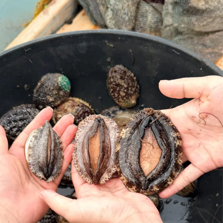 新鲜活冻鲍鱼深海海捕顺丰配送生鲜海鲜