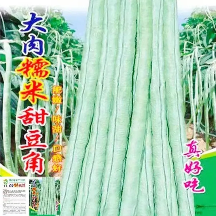 超好吃大肉糯米甜豆角种子白长豆角春夏秋播白玉长豇豆易种蔬菜孑