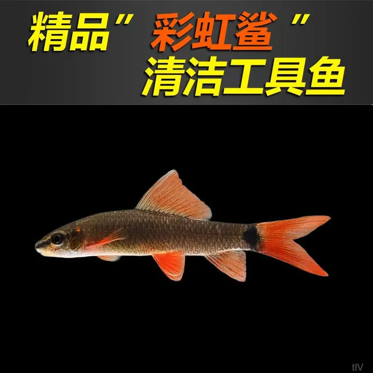 清道夫鱼彩虹鲨金苔鼠淡水发货专吃鱼缸粪便热带观赏鱼清洁工具鱼