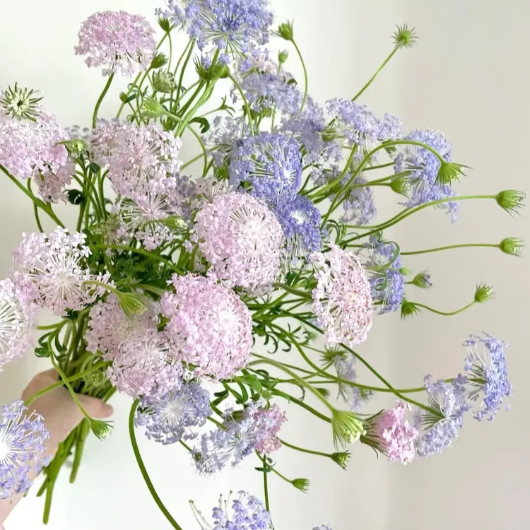 （优花阁）翠珠花鲜切花灵动伞状花头云南基地直发新鲜采摘