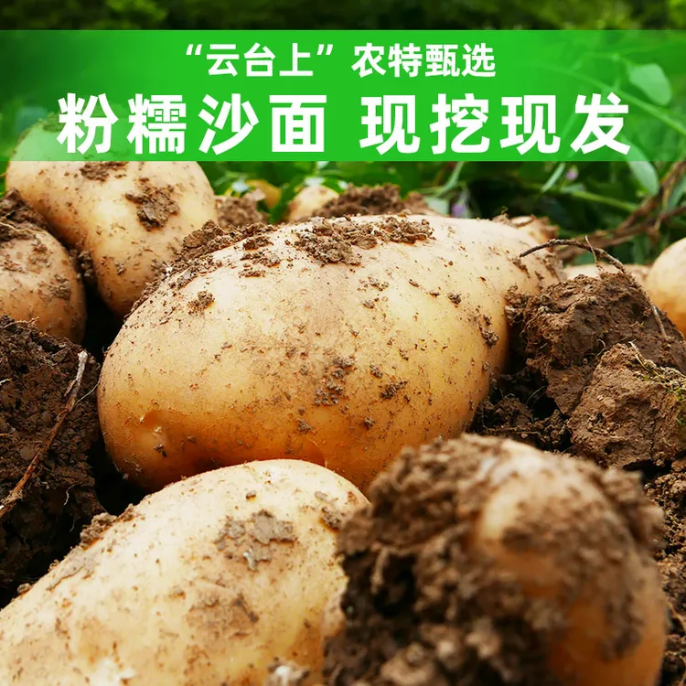 贵州洋芋特产正宗威宁老品种新土豆贵州黄心土豆新鲜现挖大果粉糯