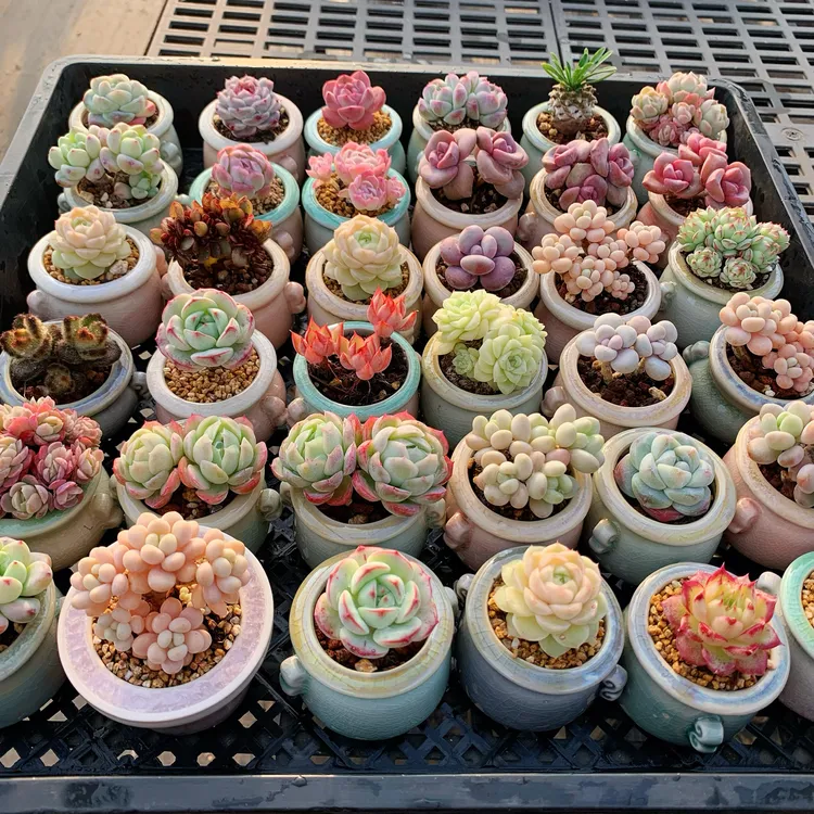 肉萌萌迷你小多肉绿植盆栽拇指多肉植物带盆发货精控稀有小拇指盆