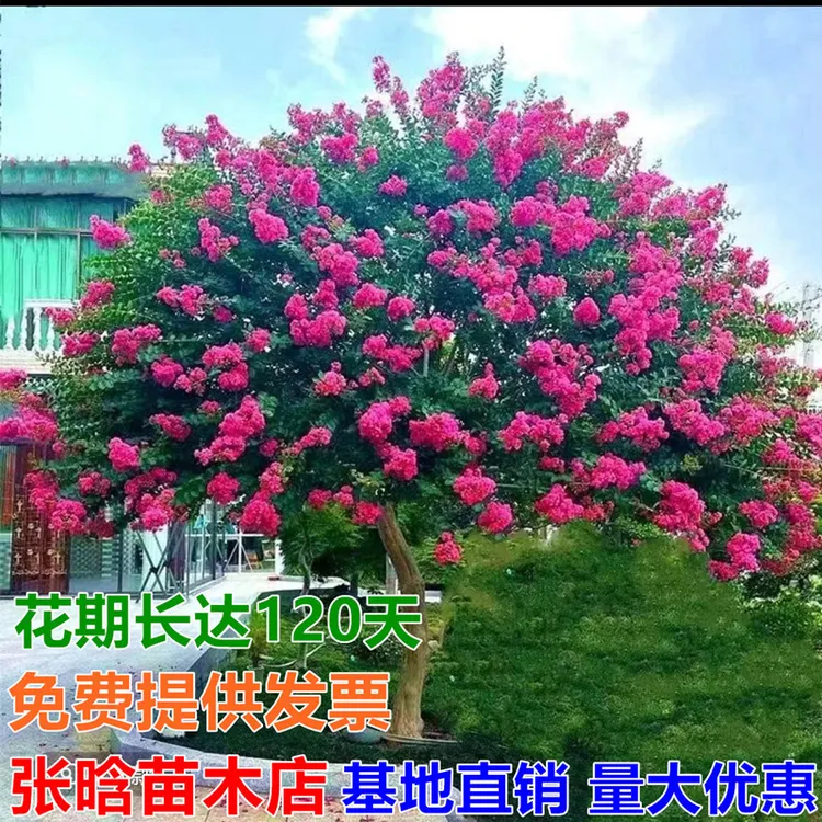 紫薇树苗红花紫薇百日红南北方庭院种植四季绿化工程苗木风景树苗