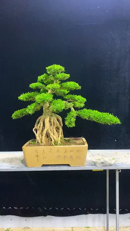 广东雀舌皱皮黄杨盆景室内外绿植