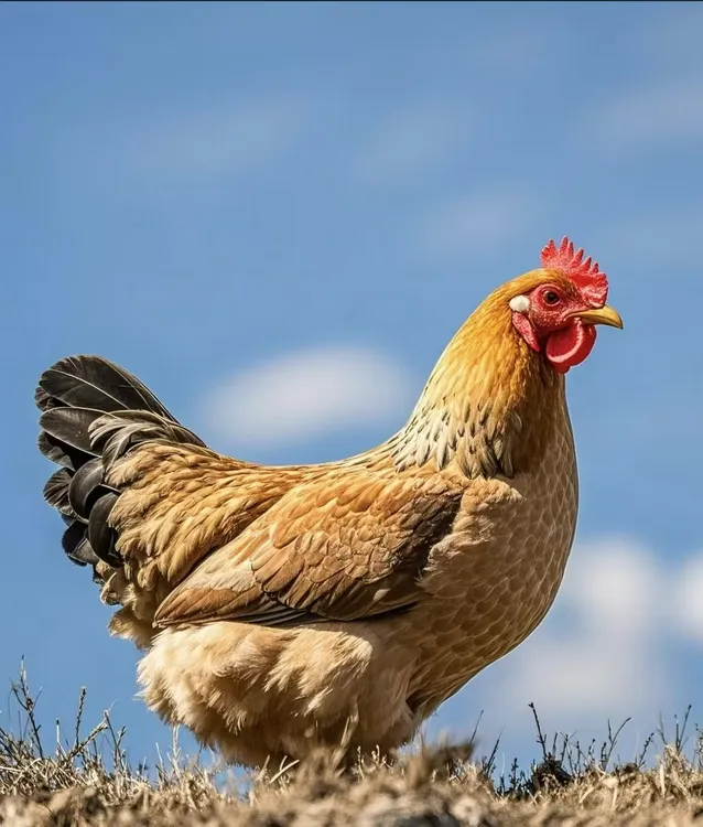 世界硒都 高山散养土鸡 新鲜速冻排酸发货 两只约4斤