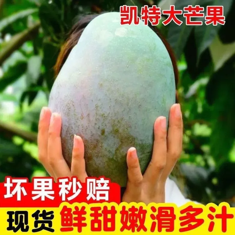 正宗四川攀枝花凯特芒果新鲜当季水果现摘现发大青皮芒果整箱包邮