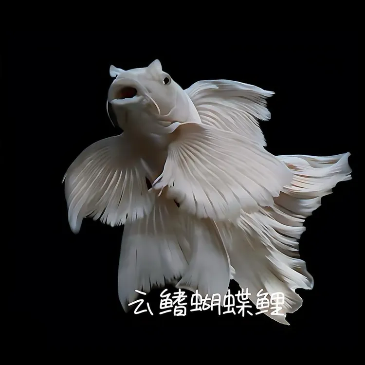 高货蝴蝶鲤一物一拍顺丰包邮