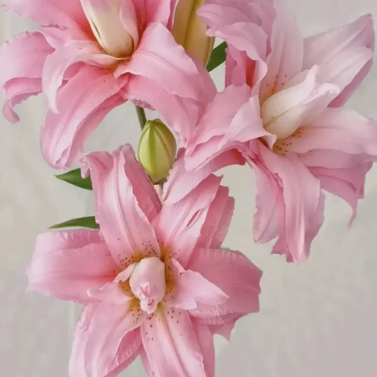 sara13/15 重瓣进口香水百合3个种球چوڭ ئېچىلىدىغان پۇراقلىق