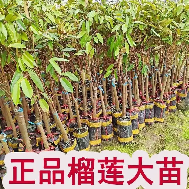 榴莲果树金枕榴莲南北方四季种植嫁接猫山王大果树盆栽当年结果