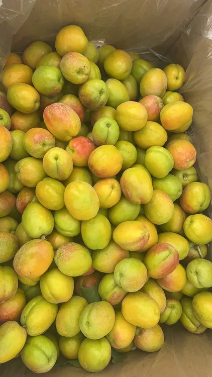 新疆特产阿瓦提芒果杏新鲜应季孕妇水果香甜脆爽