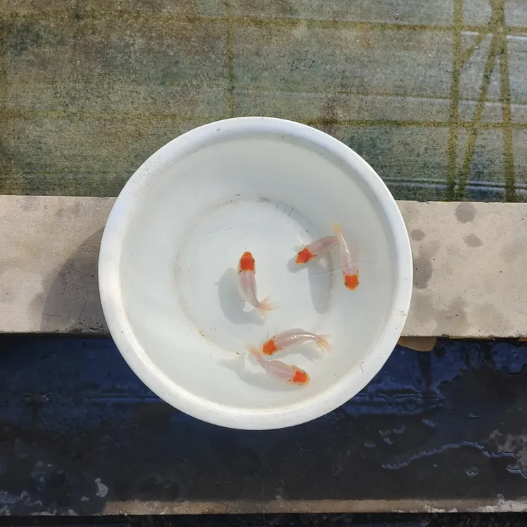 好养耐活的冷水观赏鱼宫鹅鹅头红金鱼淡水养殖佳品