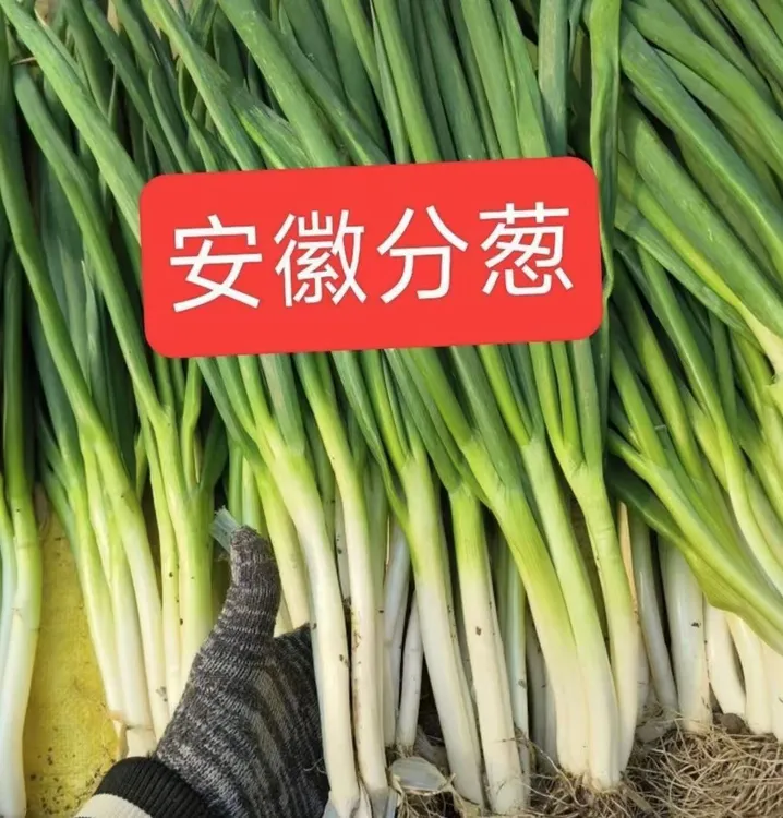 安徽新鲜分葱农家自种现挖可生吃蘸酱带须可育苗盆栽