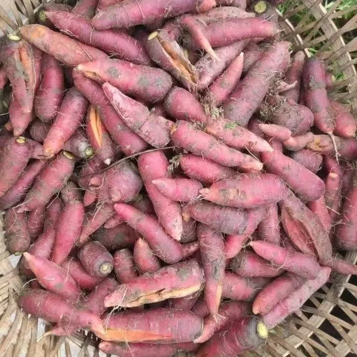 贵州本地现挖老品种胡萝卜