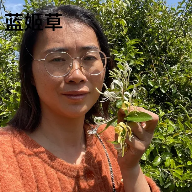 【蓝姬草】金银花种苗2棵农产品
