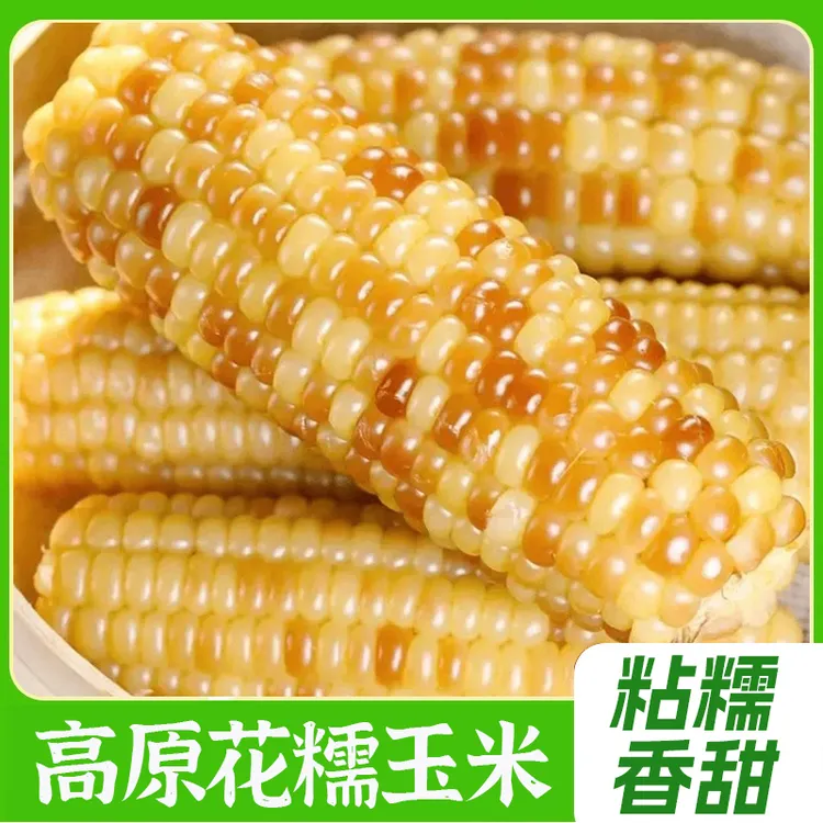 云南西双版纳香糯小玉米新鲜即食真空装包香甜小花糯玉米玉米