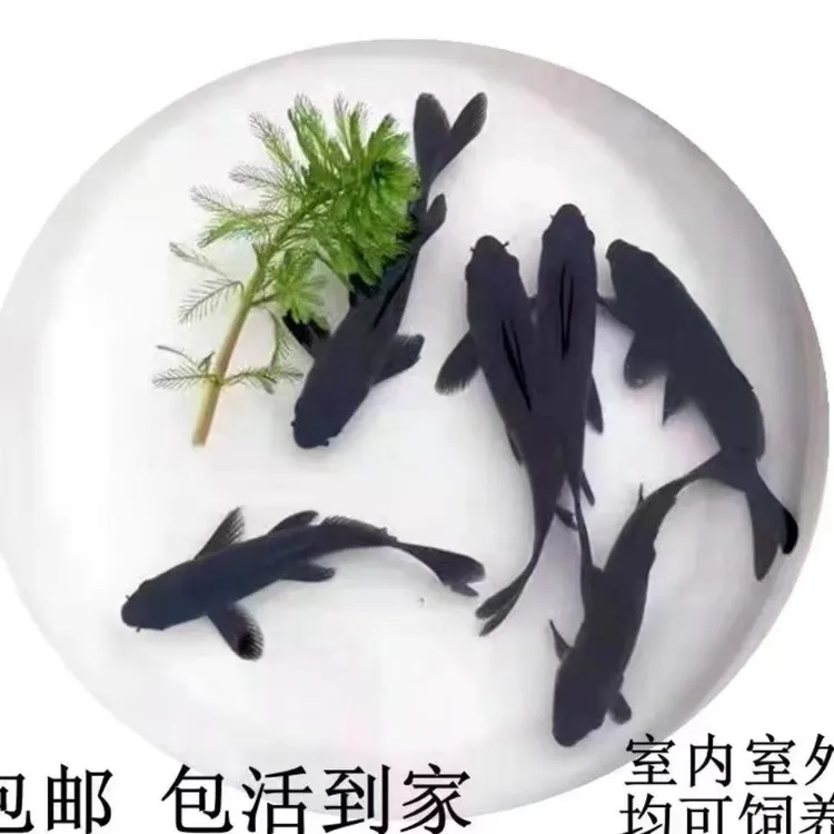 黑色锦鲤草金鱼冷水观赏活体鱼好养耐活小金鱼苗自来水长短尾