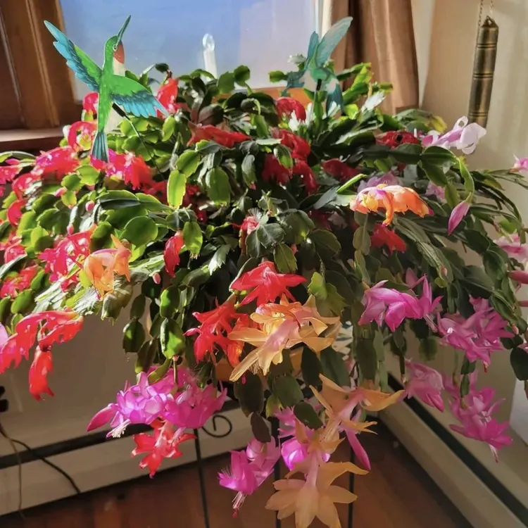 多色蟹爪兰盆栽庭院阳台爆花强花卉新手易养护