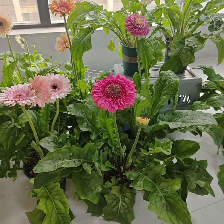 高杆非洲菊直播专用量拍轻微叶损无售后