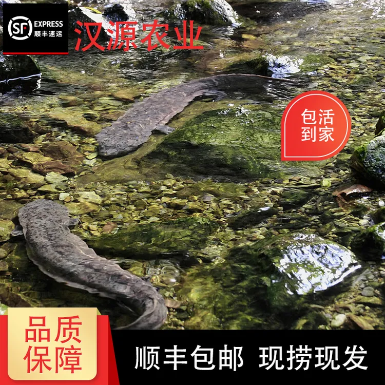 娃娃鱼7斤-25斤现拍现发