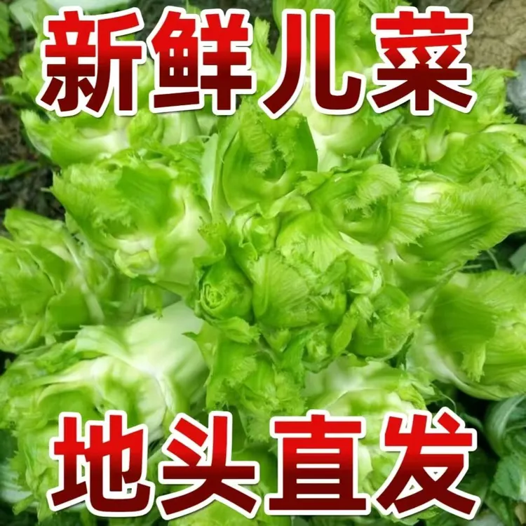 新鲜儿菜娃娃菜多头菜奶奶菜芥菜绿叶菜批发儿子菜奶白菜时令蔬菜