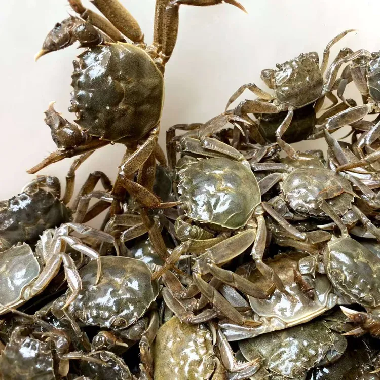 蟹苗淡水养殖蟹河蟹蟹苗大闸蟹宠物蟹