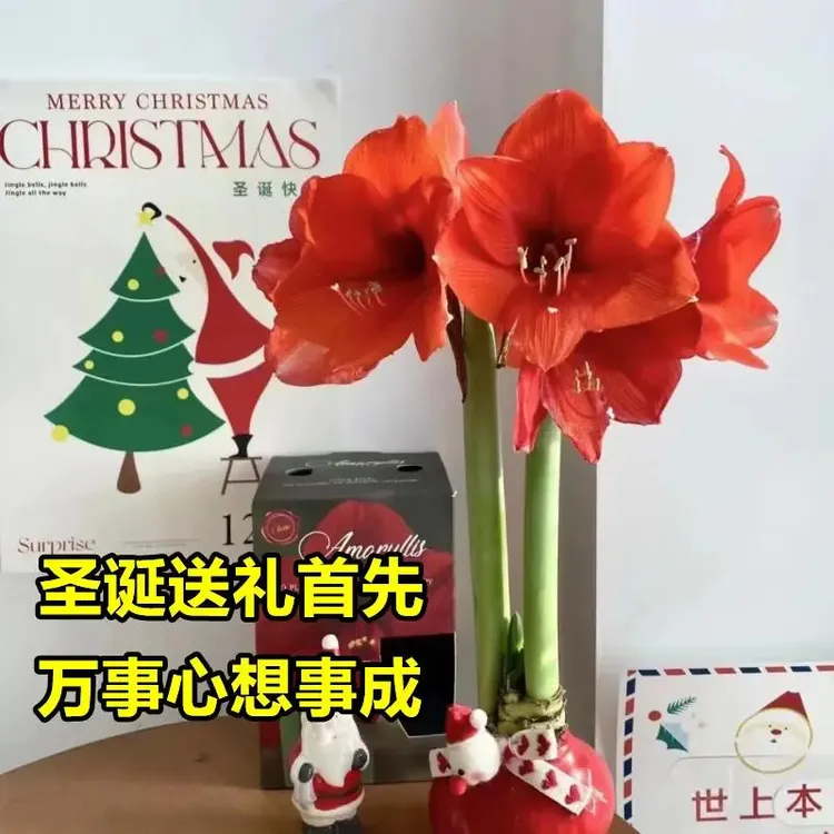 进口朱顶红蜡球重瓣超大的蜡封种球礼盒室内阳台绿植年宵花卉盆栽