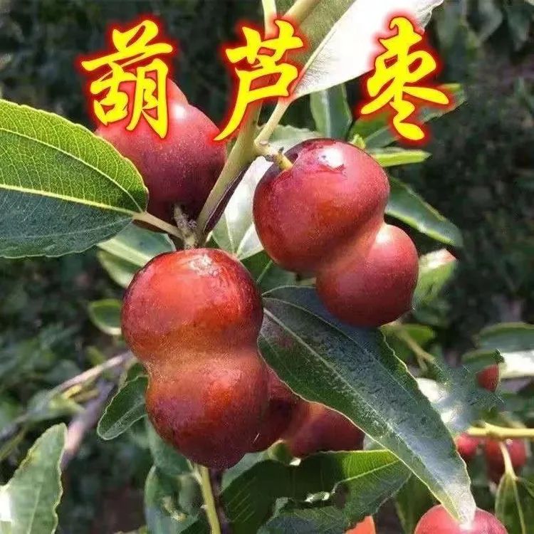 葫芦枣树苗活苗当年结果地栽枣子树苗南方北方种植枣树嫁接苗特大
