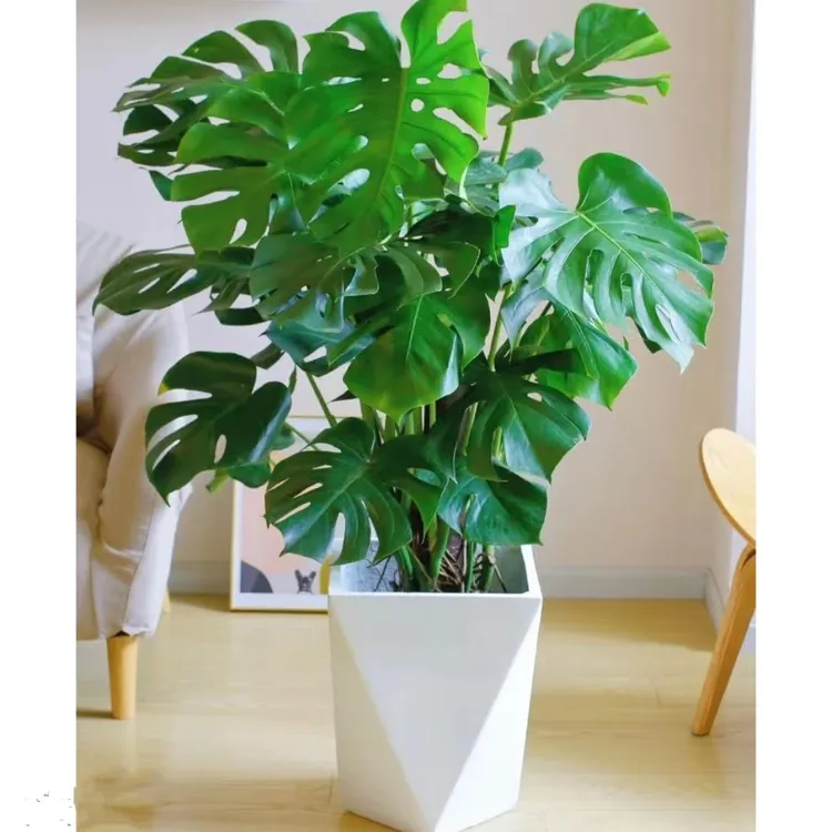 龟背竹老桩（3颗苗）四季好养，室内绿植吸甲醛，源头基地直发