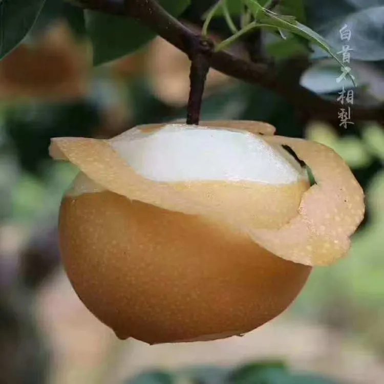 麻阳正宗金秋梨当季新鲜现摘冰糖蜜梨肉厚脆甜整箱包邮