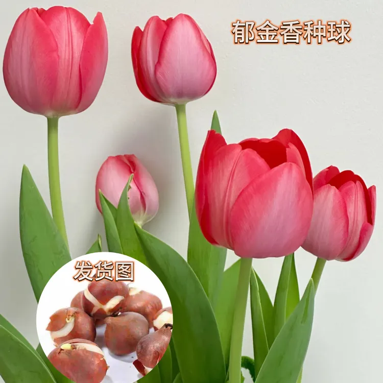 郁金香种球阳台室内外好养易活水土培花卉盆栽植物花种子