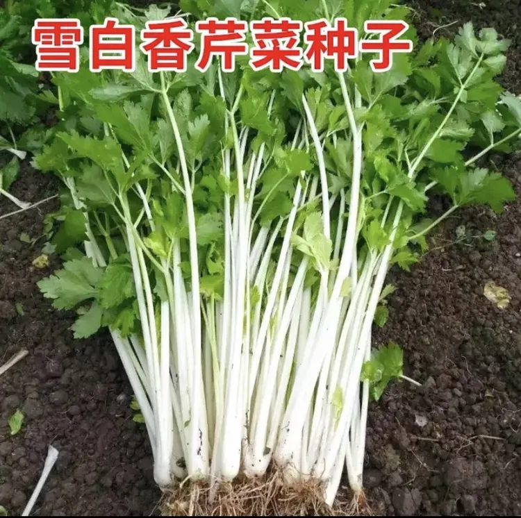 【雪白香芹菜种子】四季种植盆栽阳台