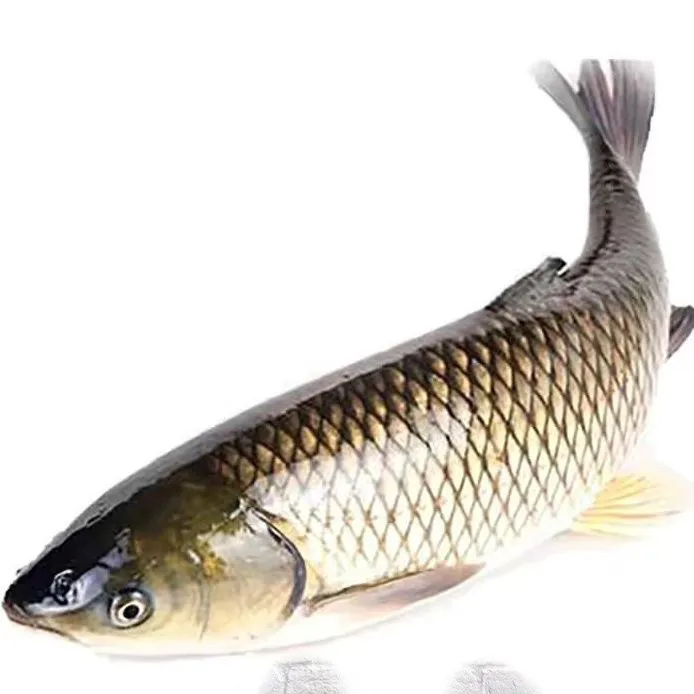 草鱼 草混子鱼皖鱼 四大家鱼苗水族活体观赏冷水鱼